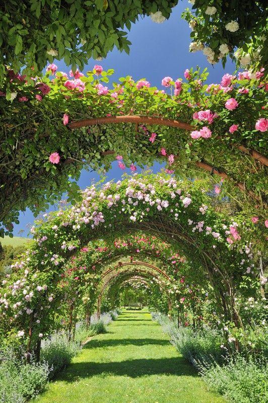 Sunset Melody on Floral Strings