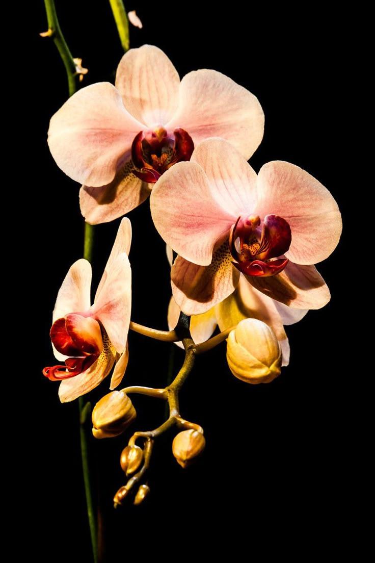 Enchanted Whisper of Petal Poetry